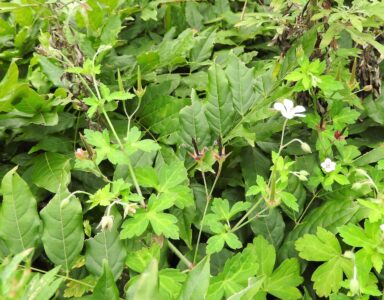 ゲンノショウコの花と実(ミコシグサも)