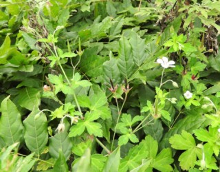 ゲンノショウコの花と実(ミコシグサも)