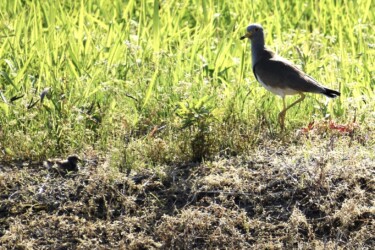 屈んでから解除されて動き出すヒナ
