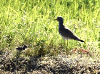 屈んでから解除されて動き出すヒナ