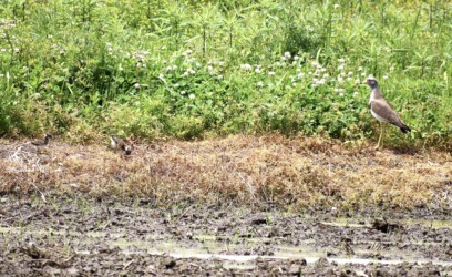 屈んでから解除されて動き出すヒナ