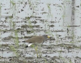 親が警告音を発する