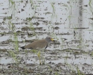親が警告音を発する