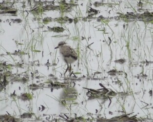 動かなくなる(行動停止する)