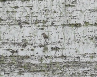 動かなくなる(行動停止する)