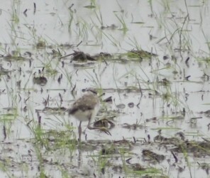 停止解除で動き出す
