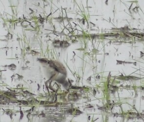 停止解除で動き出す