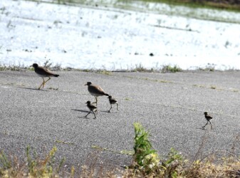 親の後を追いかける