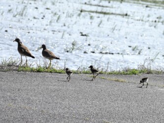 親の後を追いかける