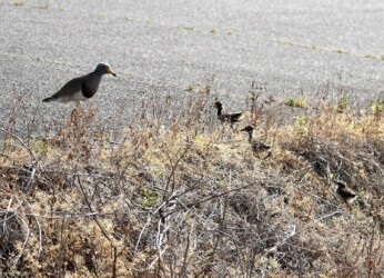 親の後を追いかける