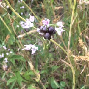 ノビルの花?