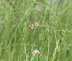 ノビルのムカゴ