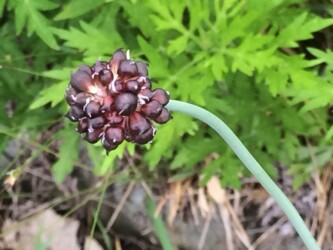 ノビルのムカゴ