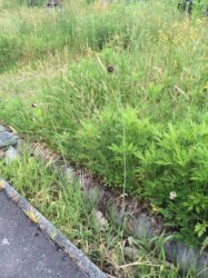 ノビルのムカゴ