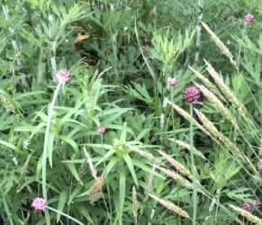 ノビルのムカゴ