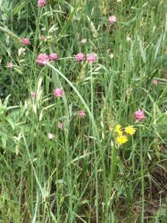 ノビルのムカゴ