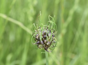 芽や根が出ているムカゴ