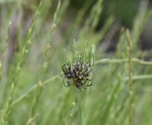 芽や根が出ているムカゴ