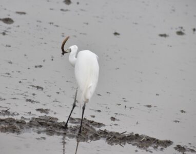 ドジョウ(カエルも)を捕るチュウサギ