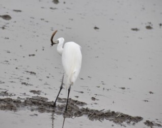 ドジョウ(カエルも)を捕るチュウサギ