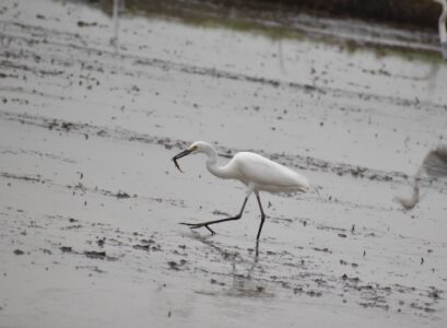 ドジョウ(カエルも)を捕るチュウサギ