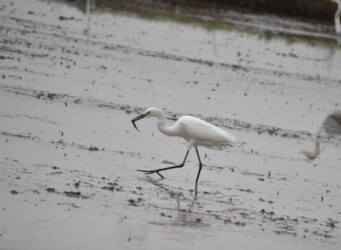 ドジョウ(カエルも)を捕るチュウサギ