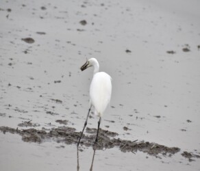 ドジョウ(カエルも)を捕るチュウサギ
