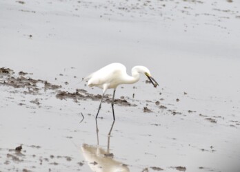 ドジョウ(カエルも)を捕るチュウサギ