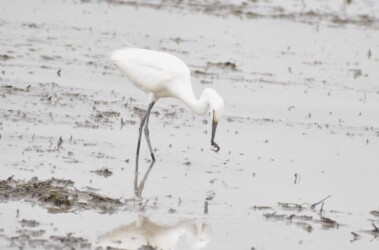 ドジョウ(カエルも)を捕るチュウサギ