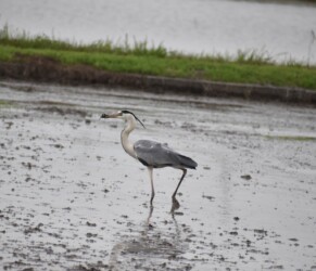 ドジョウ(カエルも)を捕るアオサギ
