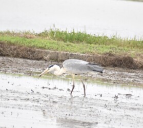 ドジョウ(カエルも)を捕るアオサギ