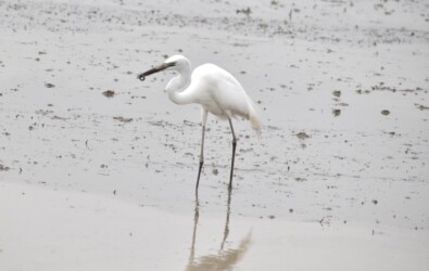 ドジョウを捕るダイサギ