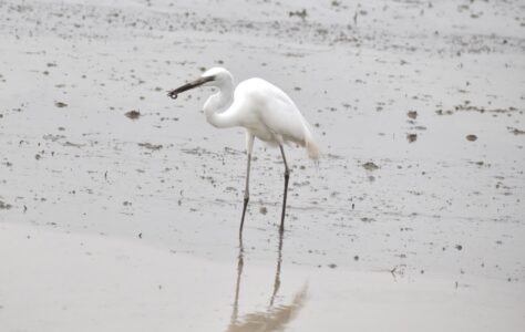 ドジョウを捕るダイサギ