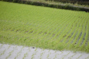 直播きした田んぼ