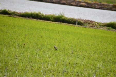 直播きした田んぼ