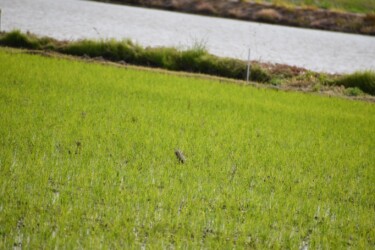 直播きした田んぼ