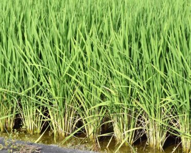田植えしたイネ