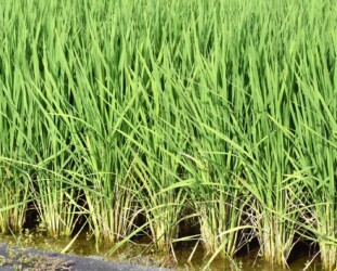田植えしたイネ