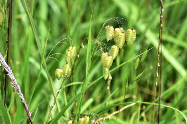 花が咲いてるコバンソウ