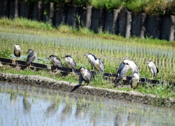 用水路で休憩するゴイサギ