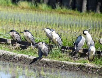 用水路で休憩するゴイサギ