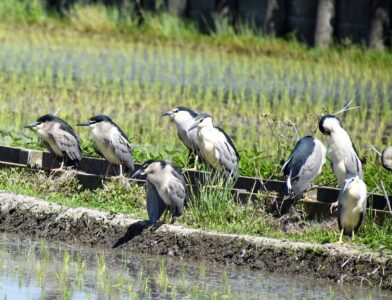 用水路で休憩するゴイサギ