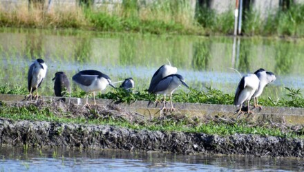 用水路で休憩するゴイサギ