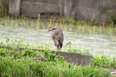 用水路で休憩するゴイサギ