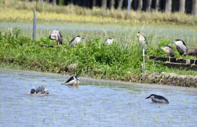 水浴びと浸かるゴイサギ