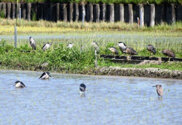 水浴びと浸かるゴイサギ