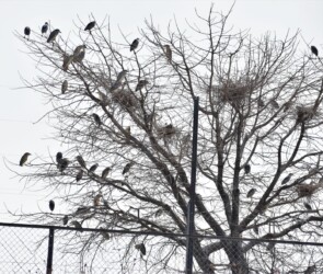 アオサギの巣の近くにとまるゴイサギ