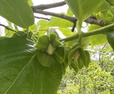 カキ花の蕾