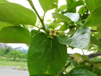 カキの花