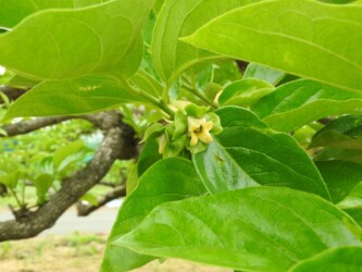 カキの花